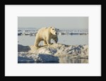 Polar Bear on Iceberg, Hudson Bay, Nunavut, Canada by Anonymous