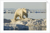 Polar Bear on Iceberg, Hudson Bay, Nunavut, Canada by Anonymous