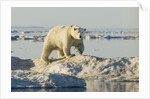 Polar Bear on Iceberg, Hudson Bay, Nunavut, Canada by Anonymous
