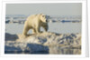 Polar Bear on Iceberg, Hudson Bay, Nunavut, Canada by Anonymous