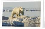 Polar Bear on Iceberg, Hudson Bay, Nunavut, Canada by Anonymous