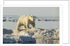 Polar Bear on Iceberg, Hudson Bay, Nunavut, Canada by Anonymous