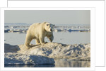 Polar Bear on Iceberg, Hudson Bay, Nunavut, Canada by Anonymous