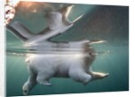 Underwater Polar Bear, Hudson Bay, Nunavut, Canada by Anonymous