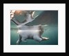 Underwater Polar Bear, Hudson Bay, Nunavut, Canada by Anonymous