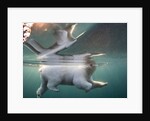 Underwater Polar Bear, Hudson Bay, Nunavut, Canada by Anonymous