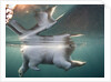 Underwater Polar Bear, Hudson Bay, Nunavut, Canada by Anonymous