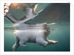 Underwater Polar Bear, Hudson Bay, Nunavut, Canada by Anonymous
