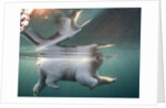 Underwater Polar Bear, Hudson Bay, Nunavut, Canada by Anonymous