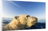 Swimming Polar Bear, Hudson Bay, Nunavut, Canada by Anonymous