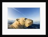 Swimming Polar Bear, Hudson Bay, Nunavut, Canada by Anonymous