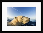 Swimming Polar Bear, Hudson Bay, Nunavut, Canada by Anonymous