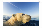 Swimming Polar Bear, Hudson Bay, Nunavut, Canada by Anonymous