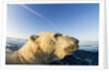 Swimming Polar Bear, Hudson Bay, Nunavut, Canada by Anonymous