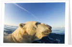 Swimming Polar Bear, Hudson Bay, Nunavut, Canada by Anonymous