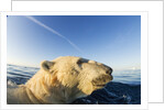 Swimming Polar Bear, Hudson Bay, Nunavut, Canada by Anonymous