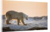 Polar Bear on Sea Ice, Hudson Bay, Nunavut, Canada by Anonymous