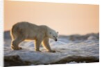Polar Bear on Sea Ice, Hudson Bay, Nunavut, Canada by Anonymous