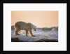 Polar Bear on Sea Ice, Hudson Bay, Nunavut, Canada by Anonymous