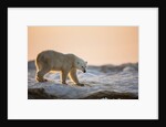 Polar Bear on Sea Ice, Hudson Bay, Nunavut, Canada by Anonymous
