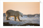 Polar Bear on Sea Ice, Hudson Bay, Nunavut, Canada by Anonymous