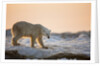 Polar Bear on Sea Ice, Hudson Bay, Nunavut, Canada by Anonymous