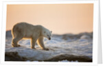 Polar Bear on Sea Ice, Hudson Bay, Nunavut, Canada by Anonymous