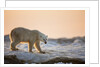 Polar Bear on Sea Ice, Hudson Bay, Nunavut, Canada by Anonymous