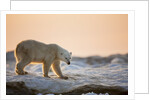 Polar Bear on Sea Ice, Hudson Bay, Nunavut, Canada by Anonymous