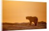 Polar Bear on Sea Ice, Hudson Bay, Nunavut, Canada by Anonymous