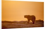 Polar Bear on Sea Ice, Hudson Bay, Nunavut, Canada by Anonymous