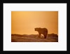 Polar Bear on Sea Ice, Hudson Bay, Nunavut, Canada by Anonymous