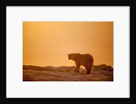 Polar Bear on Sea Ice, Hudson Bay, Nunavut, Canada by Anonymous