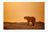 Polar Bear on Sea Ice, Hudson Bay, Nunavut, Canada by Anonymous