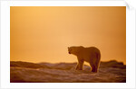 Polar Bear on Sea Ice, Hudson Bay, Nunavut, Canada by Anonymous