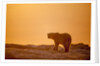 Polar Bear on Sea Ice, Hudson Bay, Nunavut, Canada by Anonymous