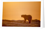 Polar Bear on Sea Ice, Hudson Bay, Nunavut, Canada by Anonymous
