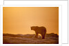 Polar Bear on Sea Ice, Hudson Bay, Nunavut, Canada by Anonymous