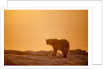 Polar Bear on Sea Ice, Hudson Bay, Nunavut, Canada by Anonymous