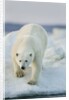 Polar Bear on Sea Ice, Hudson Bay, Nunavut, Canada by Anonymous