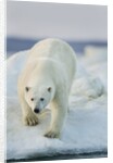 Polar Bear on Sea Ice, Hudson Bay, Nunavut, Canada by Anonymous