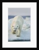 Polar Bear on Sea Ice, Hudson Bay, Nunavut, Canada by Anonymous