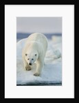Polar Bear on Sea Ice, Hudson Bay, Nunavut, Canada by Anonymous