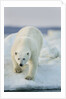 Polar Bear on Sea Ice, Hudson Bay, Nunavut, Canada by Anonymous