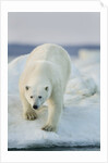 Polar Bear on Sea Ice, Hudson Bay, Nunavut, Canada by Anonymous