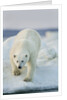 Polar Bear on Sea Ice, Hudson Bay, Nunavut, Canada by Anonymous