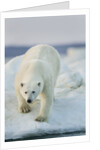 Polar Bear on Sea Ice, Hudson Bay, Nunavut, Canada by Anonymous