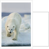 Polar Bear on Sea Ice, Hudson Bay, Nunavut, Canada by Anonymous