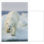 Polar Bear on Sea Ice, Hudson Bay, Nunavut, Canada by Anonymous