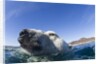 Swimming Polar Bear, Nunavut, Canada by Anonymous